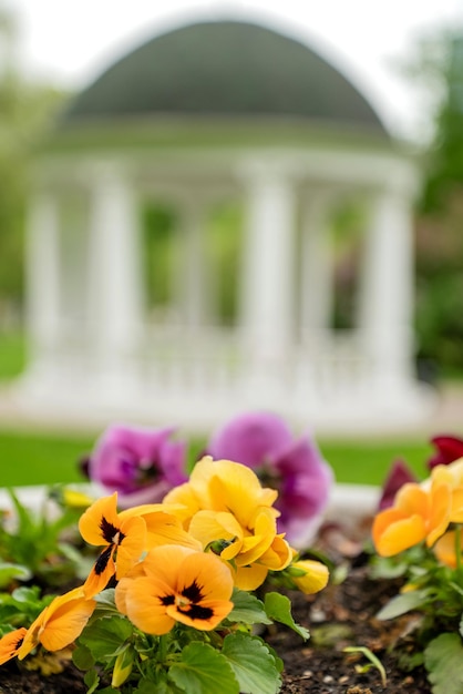 Blooming flowers in summer park with blurred white rotunda on background