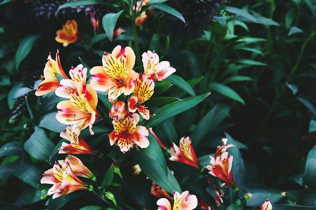 베이, 싱가포르에 의해 정원에서 꽃 돔에서 개화 꽃과 나무