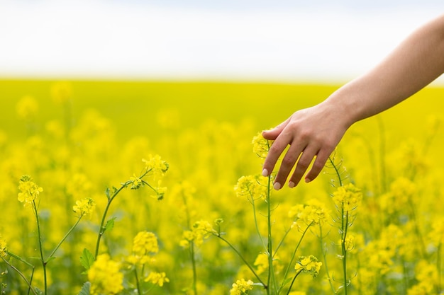 blooming flowers of yellow rape