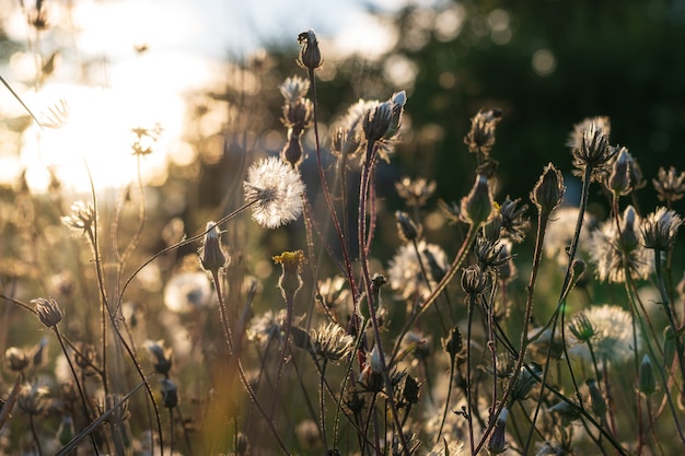 Sbocciano soffici fiori al tramonto, i raggi del sole brillano attraverso la pianta. foto di alta qualità