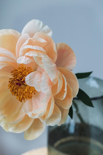 Blooming fluffy orange white peony flower close up on elegant minimal pastel beige background Creative floral composition Stunning botany wallpaper or vivid greeting card