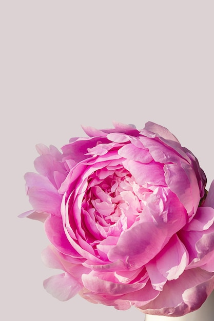 Blooming fluffy pink peony flower big bud mock up on elegant minimal pastel pink background Creative floral composition Stunning botany wallpaper or vivid greeting card