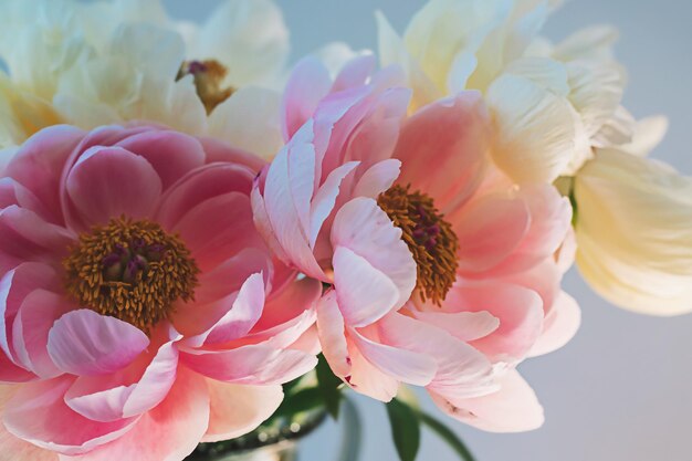 Blooming fluffy pink white peony flower close up on elegant minimal pastel beige background Creative floral composition Stunning botany wallpaper or vivid greeting card