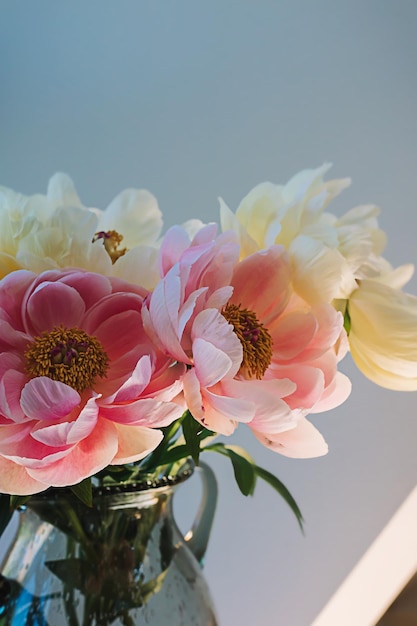 Цветущий пушистый розово-белый цветок пиона крупным планом на элегантном минимальном пастельно-бежевом фоне Креативная цветочная композиция Потрясающие ботанические обои или яркая поздравительная открытка