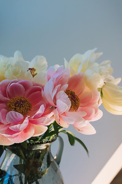 Blooming fluffy pink white peony flower close up on elegant minimal pastel beige background Creative floral composition Stunning botany wallpaper or vivid greeting card