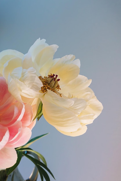 꽃이 만발한 푹신한 분홍색 흰색 모란 꽃은 우아한 최소한의 파스텔 베이지색 배경에 가깝습니다. 창의적인 꽃 구성 놀라운 식물학 벽지 또는 생생한 인사말 카드