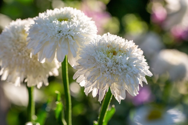 夏の晴れた日に咲くふわふわの白いカモミールの花マクロ撮影