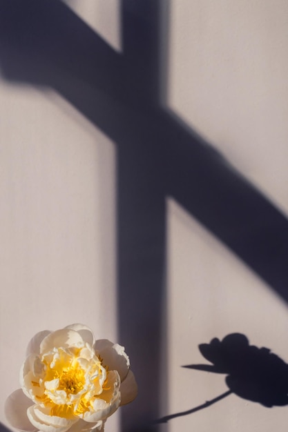 エレガントな最小限のパステルグレーの背景に咲くふわふわの白い牡丹の花の花束創造的な花の構成見事な植物学の壁紙または鮮やかなグリーティングカード
