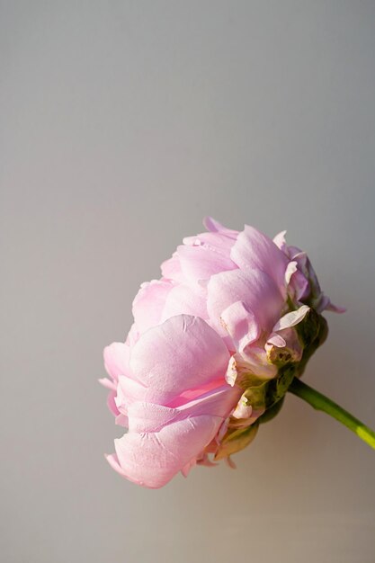 Blooming fluffy white pink peony flower bud on elegant minimal pastel gray background Creative minimal floral composition Stunning botany wallpaper or vivid greeting card