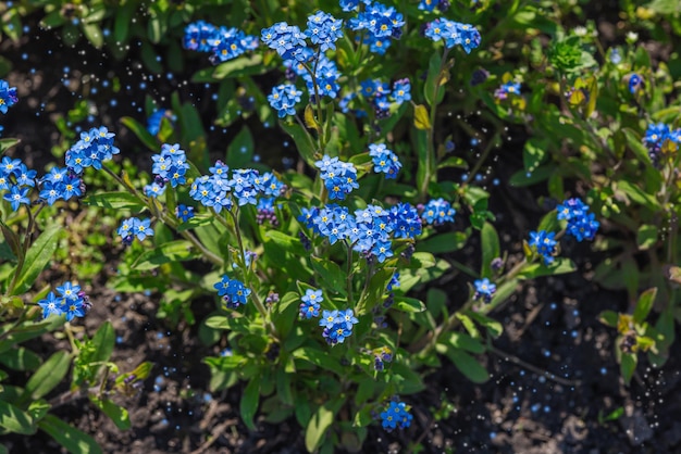 Photo blooming forgetmenot flowers in the garden spring gardening outdoor concept background floral style beautiful nature wallpaper