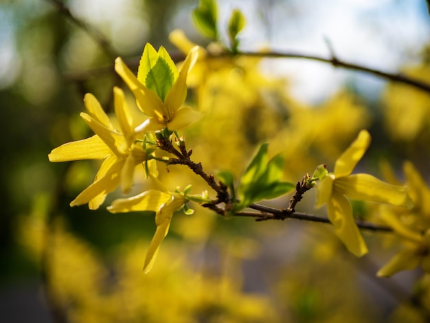 Blooming Forsythia in a garden in a sunny spring day Floral background Ornamental deciduous shrub