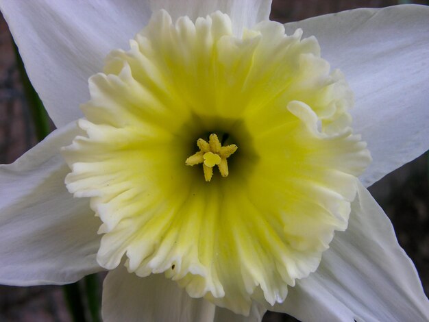 Blooming Fresh Colored Flower