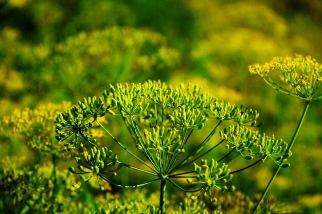 Blooming fresh dill growing in a vegetable garden closeup