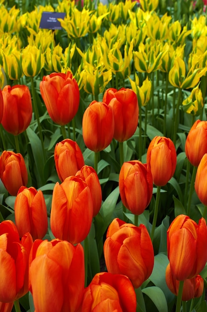 Blooming fresh red and yellow tulips in the garden in the greenhouse