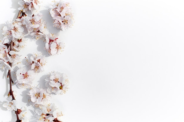 Blooming fruit branches Apricot blossoms on a white background