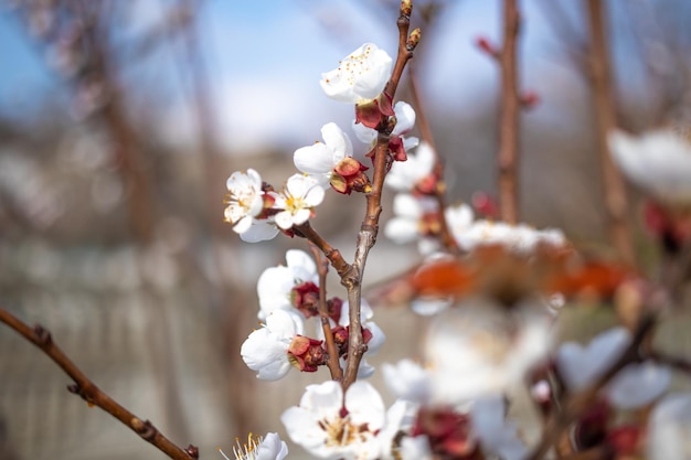 Blooming fruit tree closeup macro photography first spring leaves and floral background photo