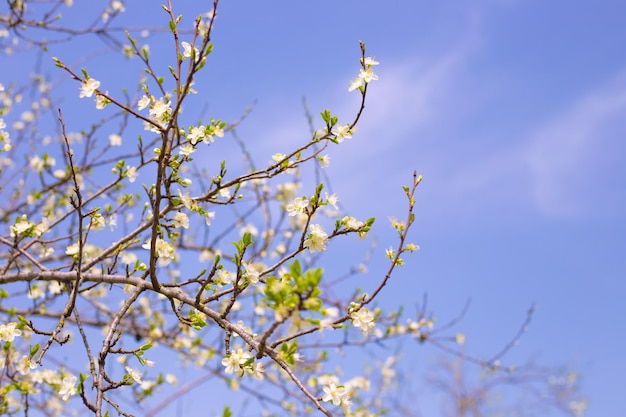 Blooming fruit tree in the garden White flowers on plum branches in spring