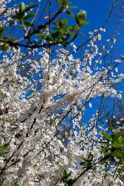 Blooming fruit trees in the spring season