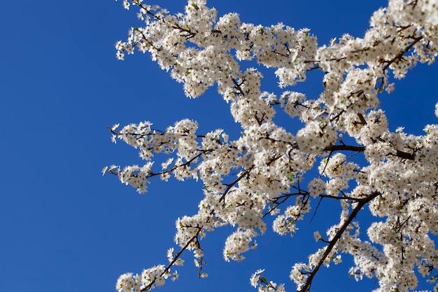 Blooming fruit trees in the spring season