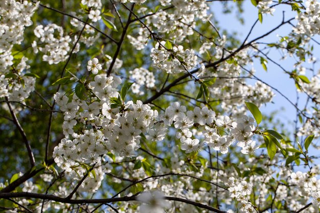 Blooming fruit trees with white flowers in spring