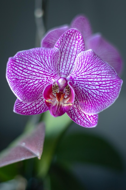 Blooming fuchsia orchid Flower close up Petals pattern Exotic plant