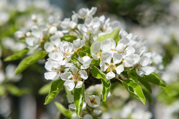 Blooming garden flowering pear branch flower closeup