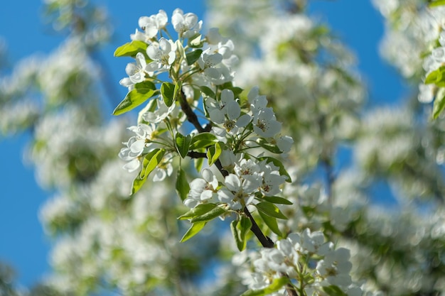 Blooming garden flowering pear branch flower closeup