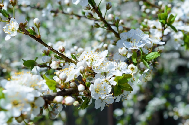 Giardino fiorito. alberi da frutto in fiore. paesaggio primaverile. messa a fuoco selettiva.