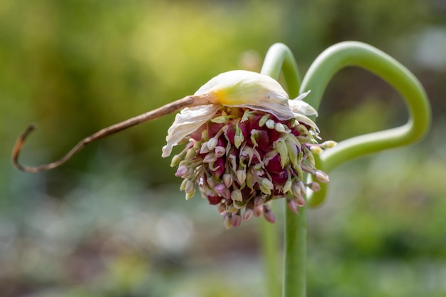 Blooming garden garlic on a summer sunny day macro photography.