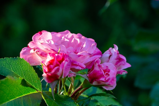 写真 晴れた夏の日にピンクの花びらのマクロ写真で咲く庭のバラの花。