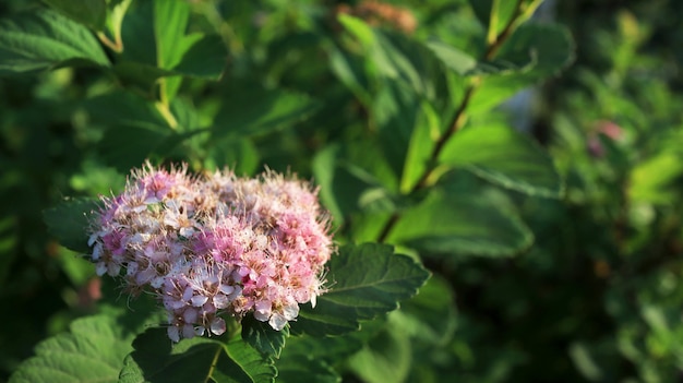 Blooming garden tree