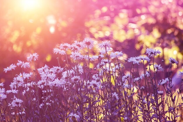 Blooming garden with chamomile flowers