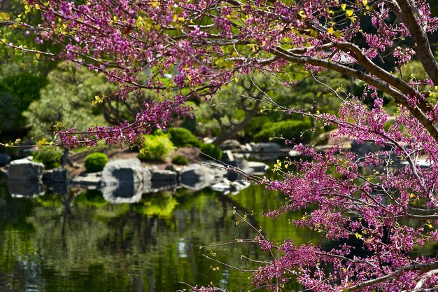 Foto giardino fiorito