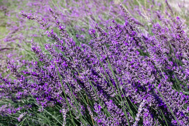 Giardini fioriti lilla rami di lavanda fioritura primaverile