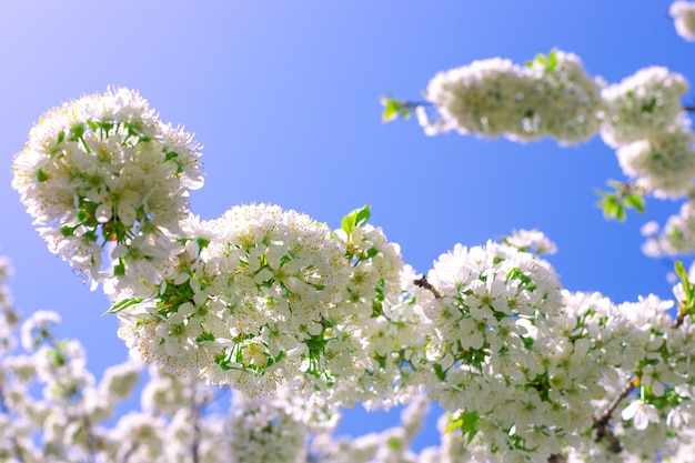 Blooming gardens in spring. White cherry flowers on branches against a clear blue sky on a sunny day.