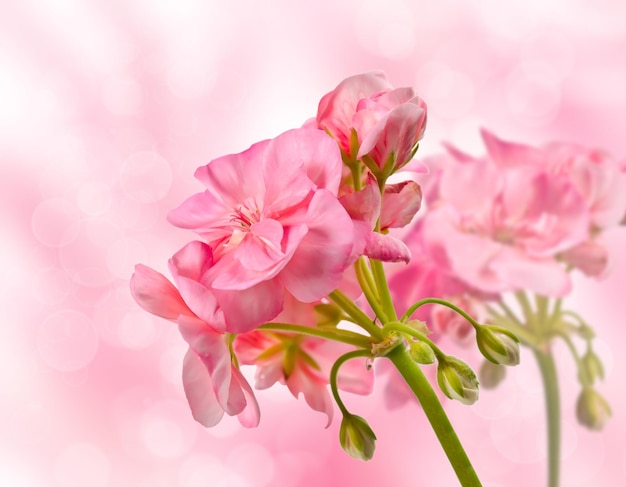 Blooming geranium flower on a pink background bokeh