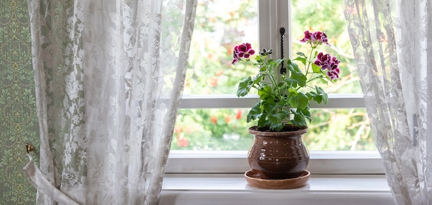 Photo blooming geranium houseplant with small purple flowers