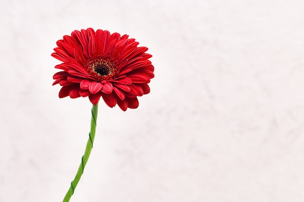 あなたのテキストのコピースペースで赤いガーベラの花が咲く。バレンタインの日、誕生日、結婚式の願いのグリーティングカード。セレクティブフォーカス。