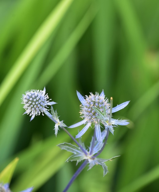 Blooming globe thistle flower blossom in een tuin