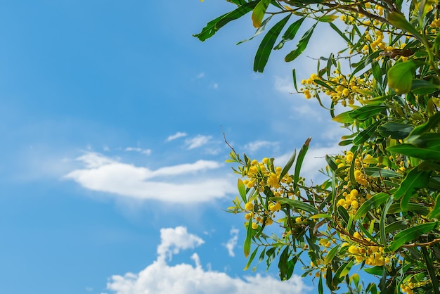 Acacia dorata in fiore o fiore di mimosa contro il cielo e le nuvole sulla costa egea