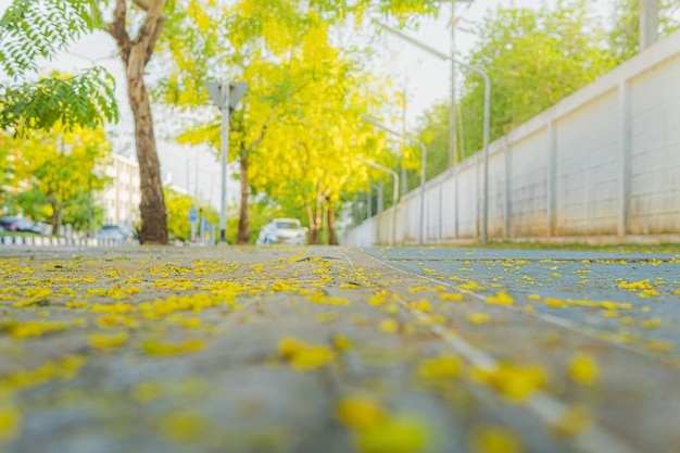 Albero della doccia dorata in fiore ad aprile