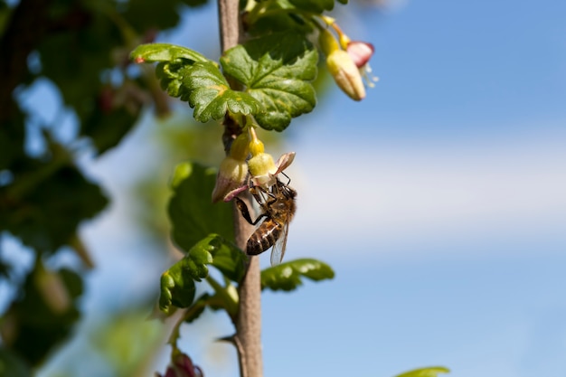 Blooming gooseberries in the summer, beautiful unusual flowers gooseberry bushes in the garden, orchard, pollinated by a bee