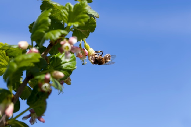 Blooming gooseberries in the summer, beautiful unusual flowers gooseberry bushes in the garden, orchard