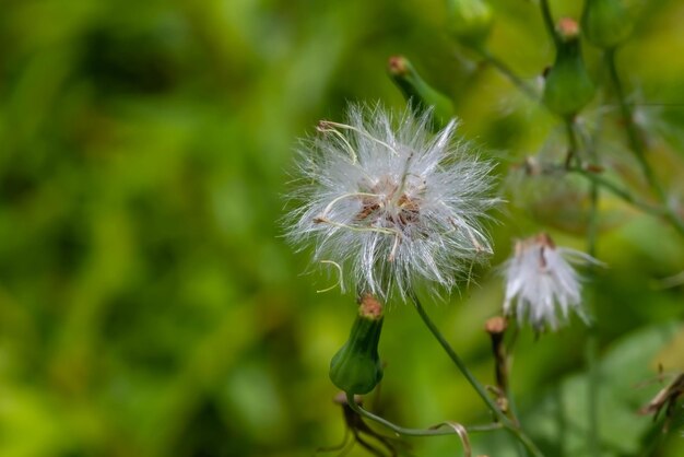 自然な背景のための晴れた日に咲く草の花