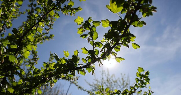 写真 果樹園でく緑のグースベリーの茂み