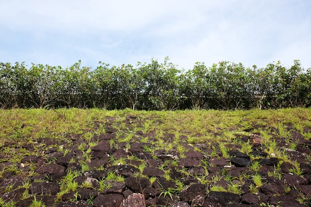 グランジ石の壁に咲く緑の苔や草、岩の丘に生えている植物の質感と背景