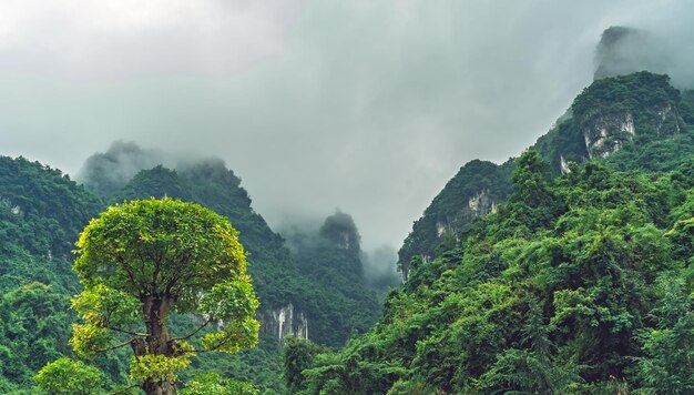 Zhanjiajie 산 풍경 사이에 피는 녹색 나무