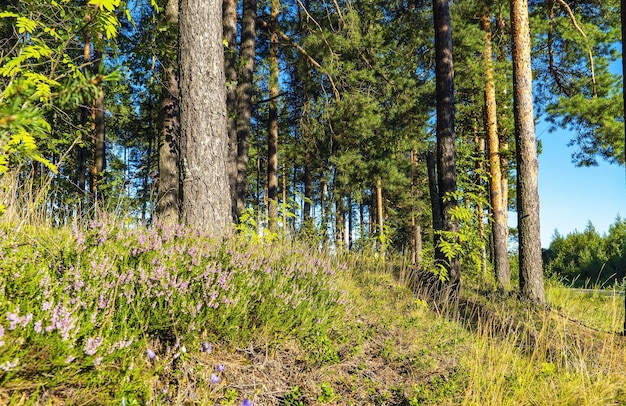 Photo blooming heather in a clearing in a pine forest