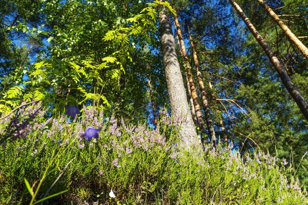 Blooming heather in a clearing in a pine forest