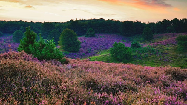 Blooming Heather fields purple pink heather in bloom blooming heater in the Netherlands